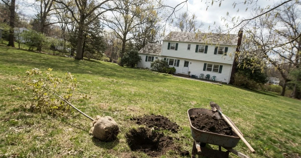 When to plant or transplant trees: the best season and site conditions