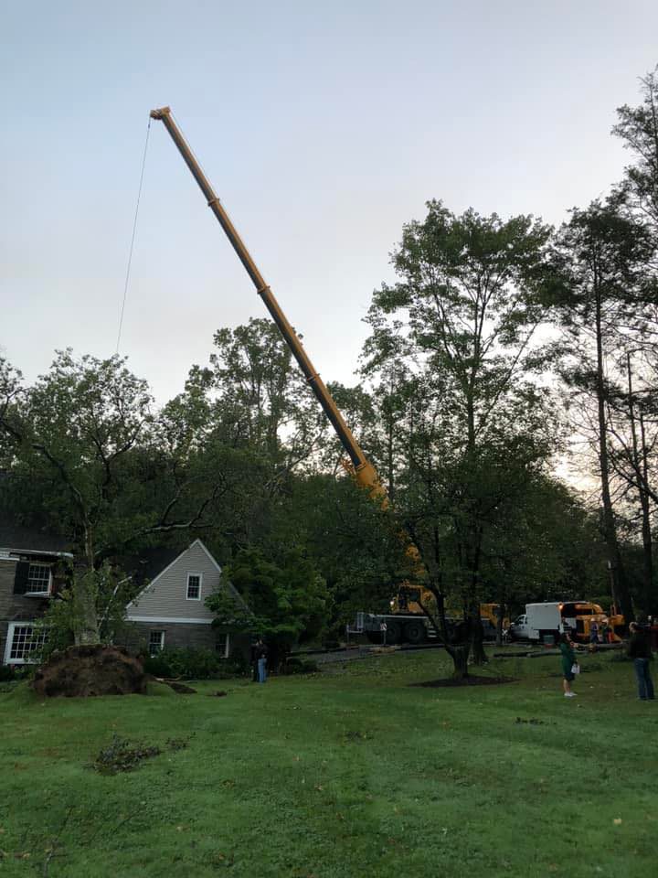 Elquin Tree Service