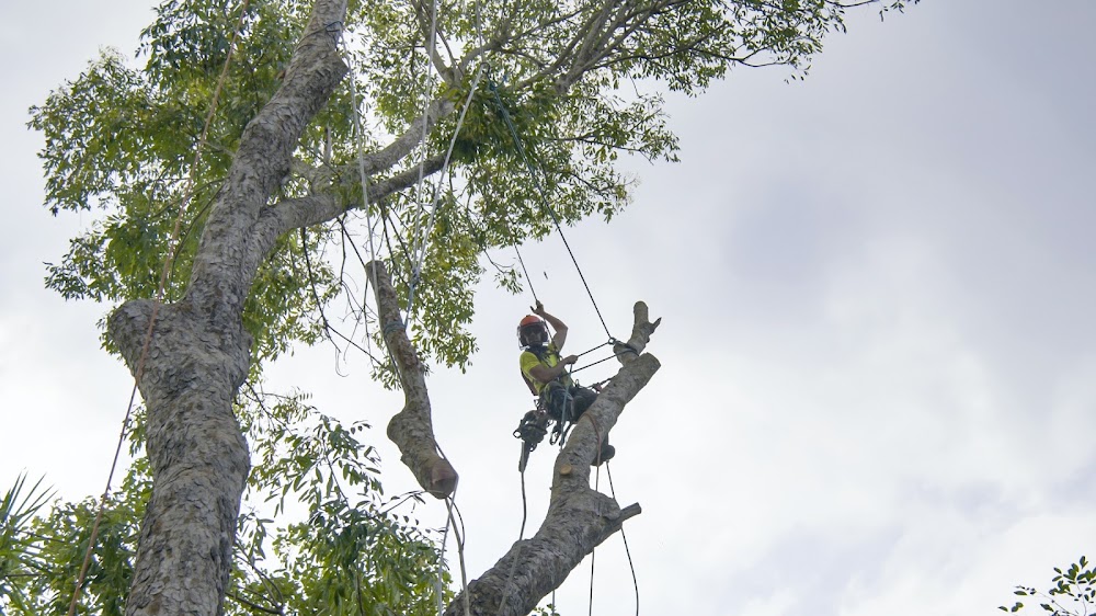Owens Tree Service - Arborist
