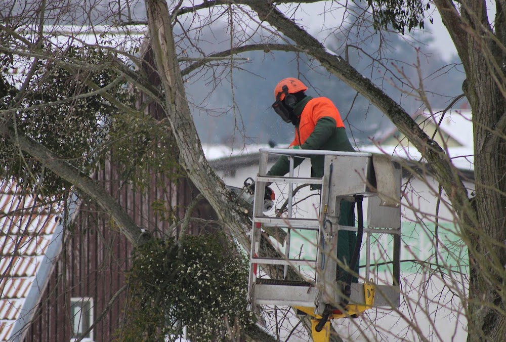 Yonkers Tree Service
