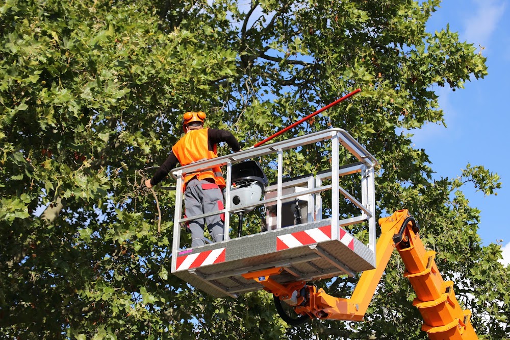 Manhattan Tree Services NYC
