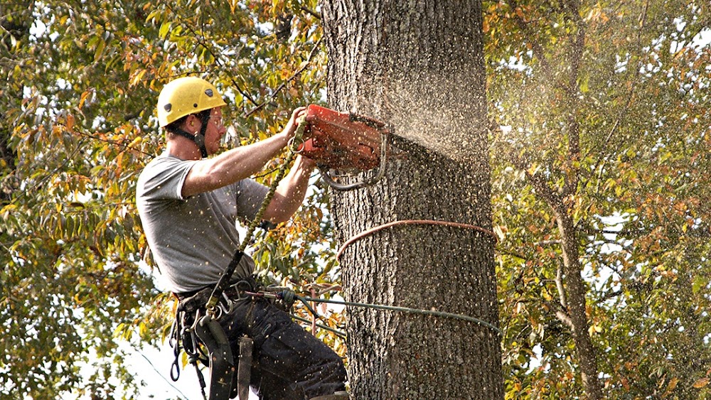 Potanovic & Sons Professional Tree Care