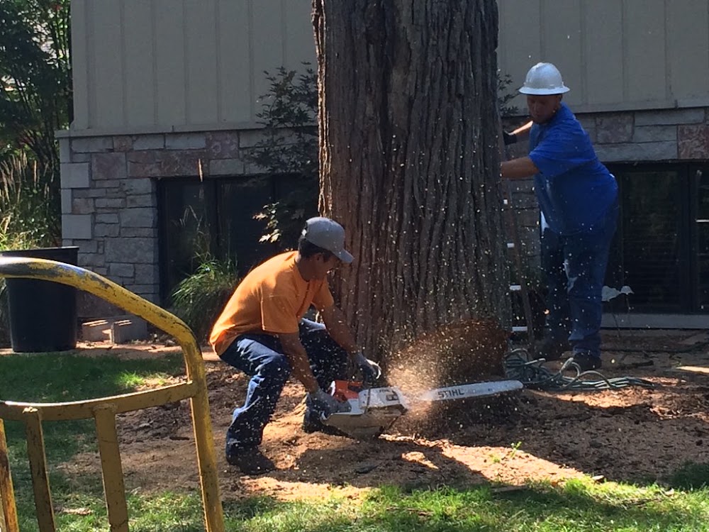 Yonkers Tree Removal Service
