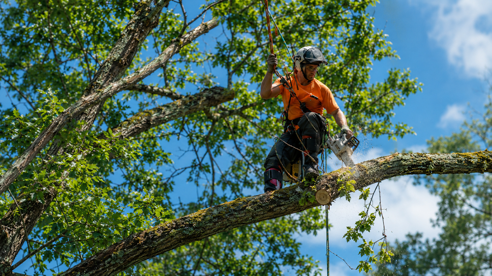 Tree Trimming & Removal