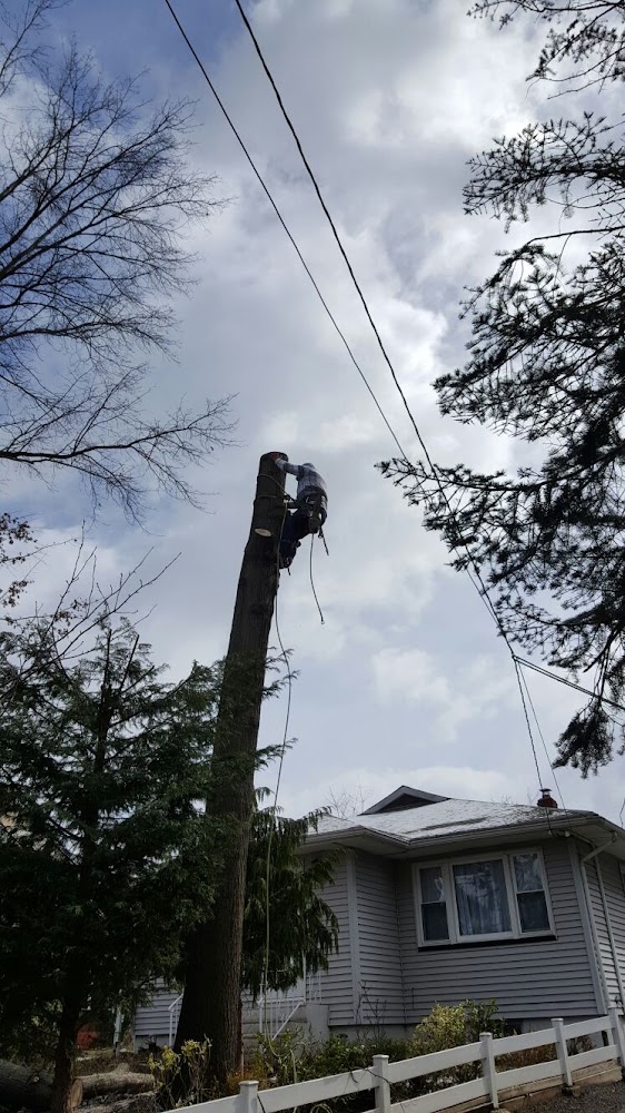 EPO Brothers Tree Service LLC
