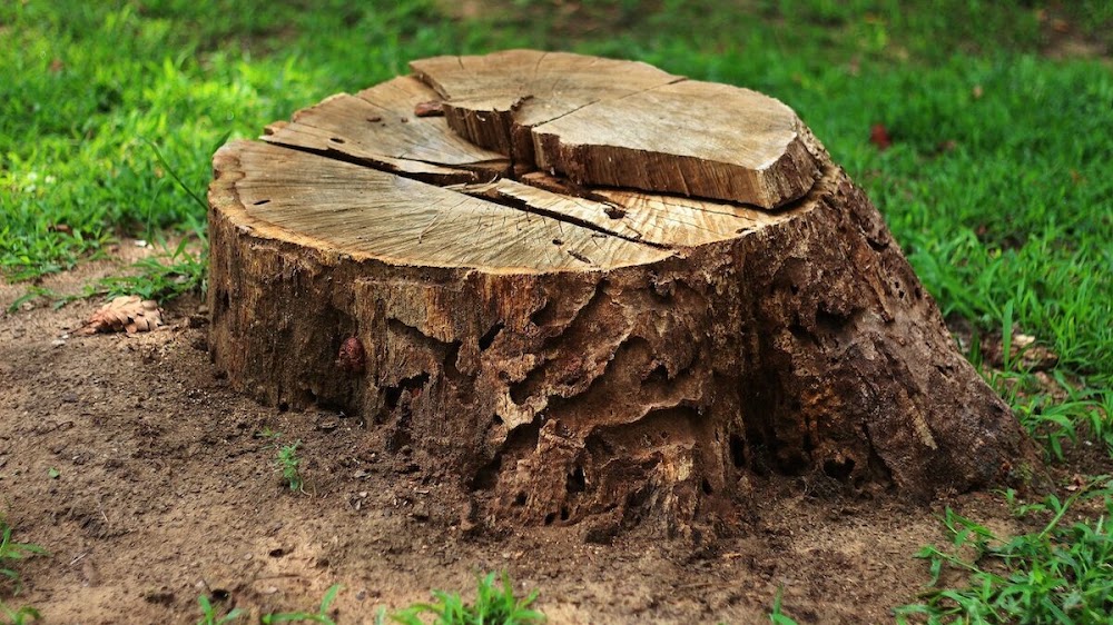 NYC Tree Pro Services