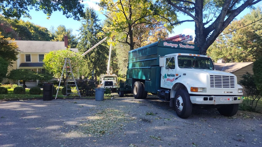 Dominguez Tree Service