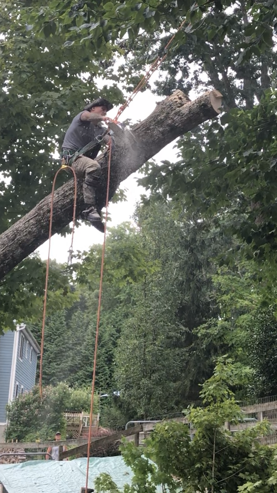 Corbett's Tree Management Experts