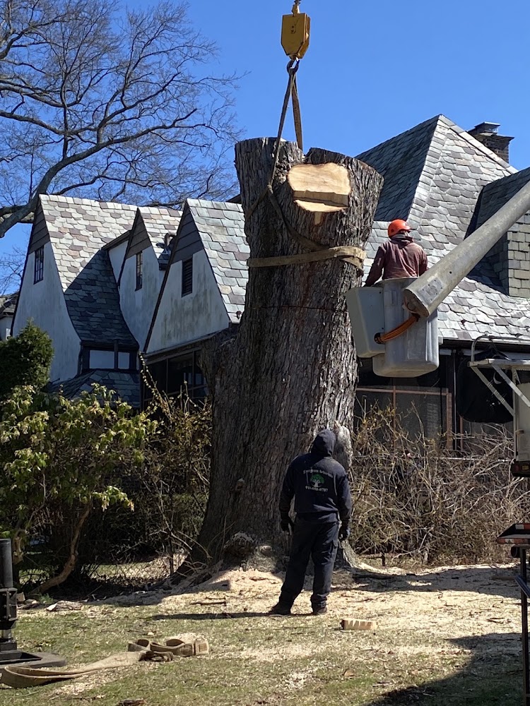 Evergreen Arborists Inc