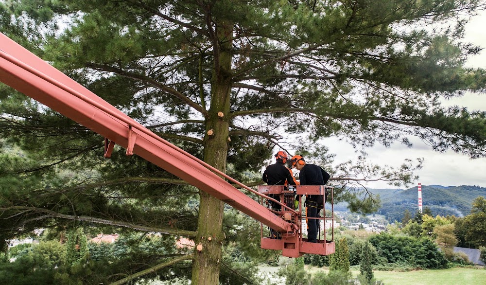 Greenwich Tree Removal