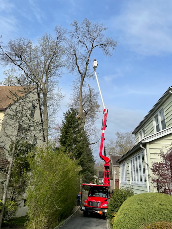 All American Tree Care