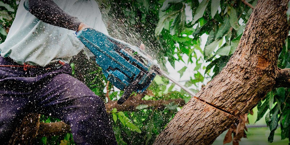 Lopez Villamorelos Landscaping, General tree Services in new rochelle NY, Yard maintenance