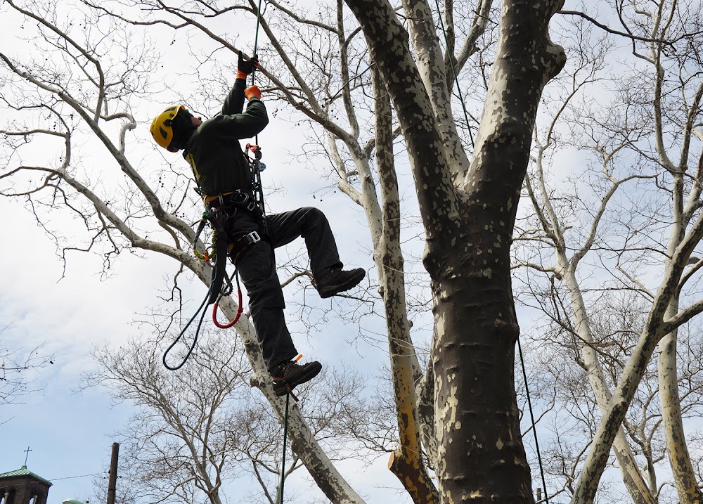 Almstead Tree, Shrub & Lawn Care