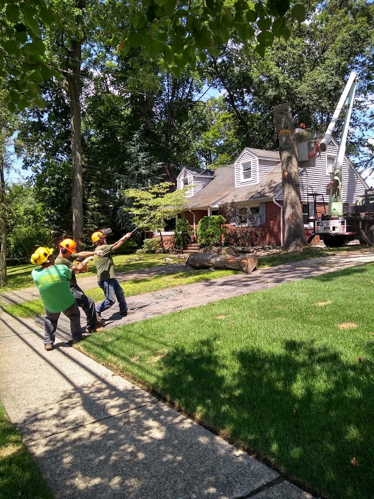 Arrow Tree Service