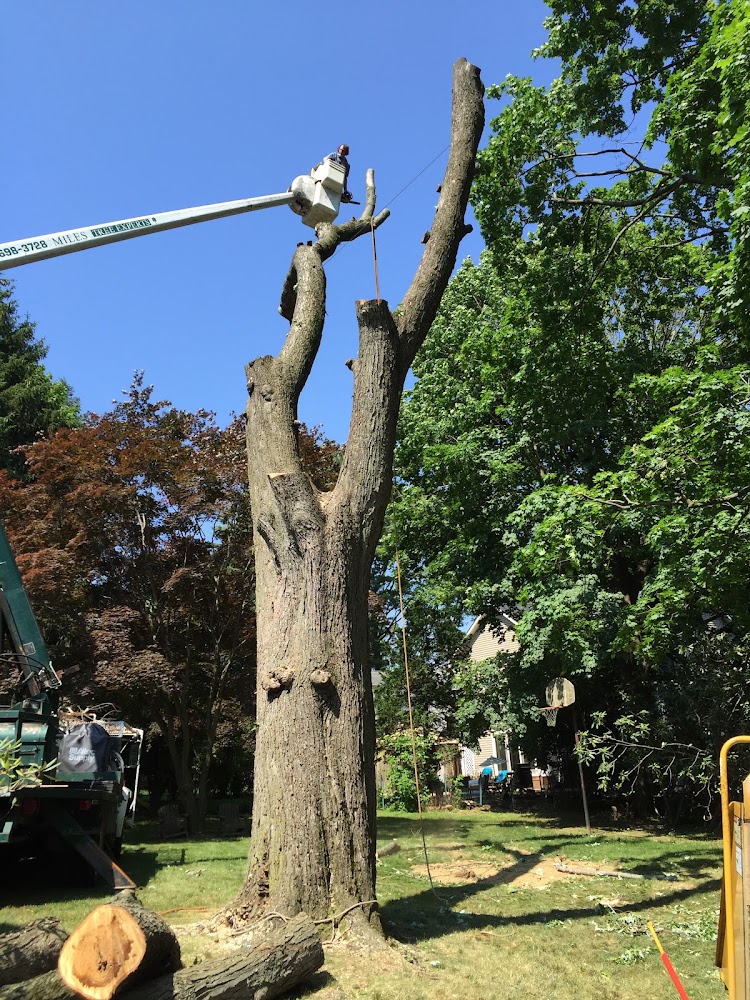 Miles Tree Experts llc