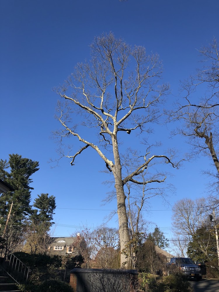 Marco gardening &Tree services