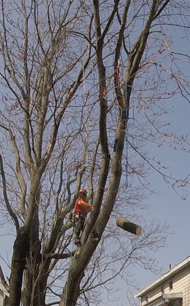 Scarlet oak tree care inc