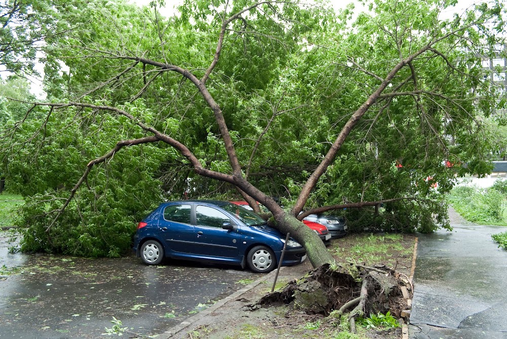 TJ’s BRONX TREE SERVICE