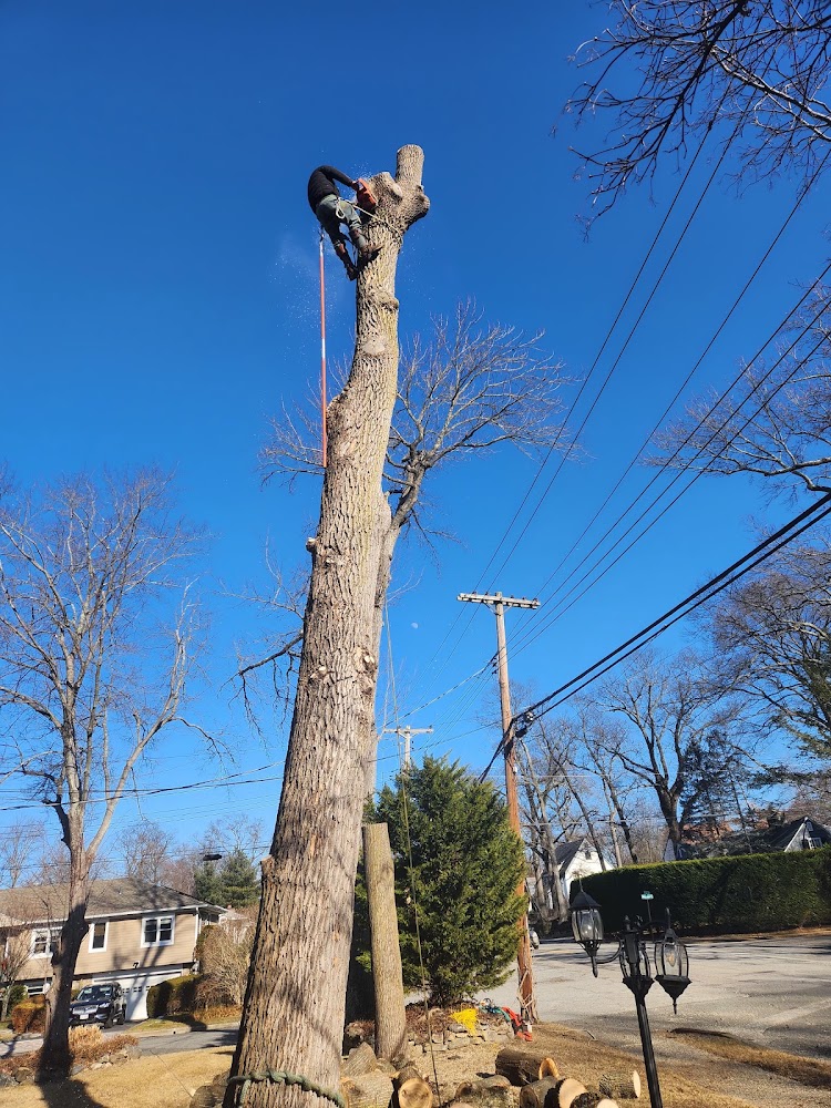 FIVE STAR TREE SERVICE