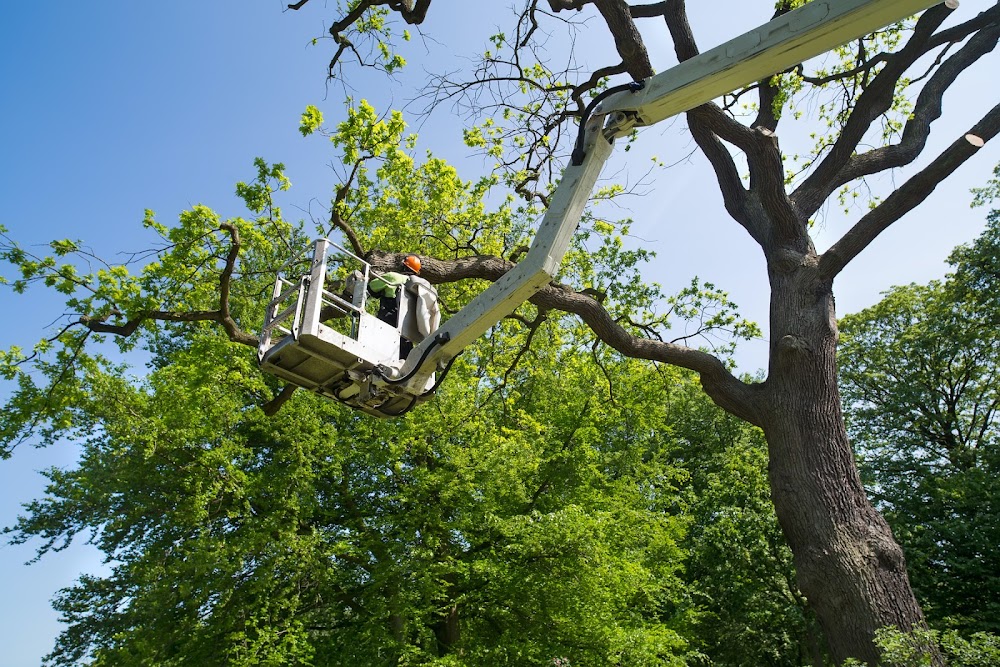 NYC DISCOUNT TREE REMOVAL EXPERTS