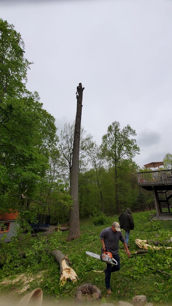 A&C Tree Removal