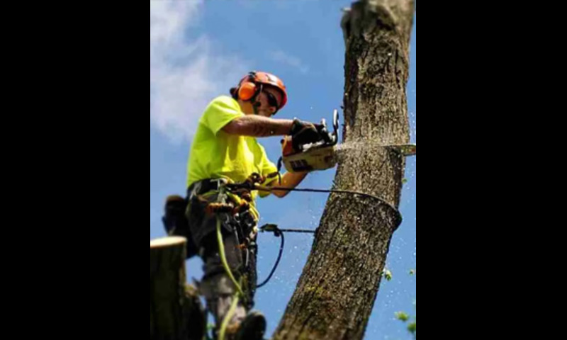 M&M Tree Cutting