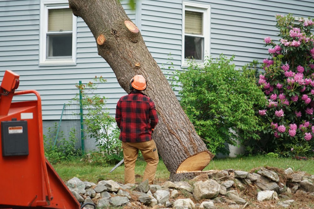 Bart’s Bronx Tree Services