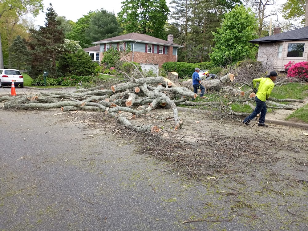 Beaver Tree Services