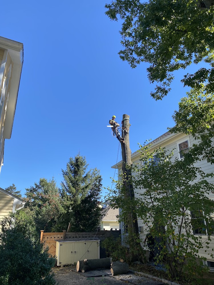 Westchester Environmental Tree Service