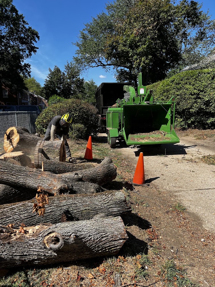 Gold Coast Tree Experts