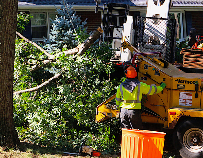 Timberline Tree & Landscape Inc.
