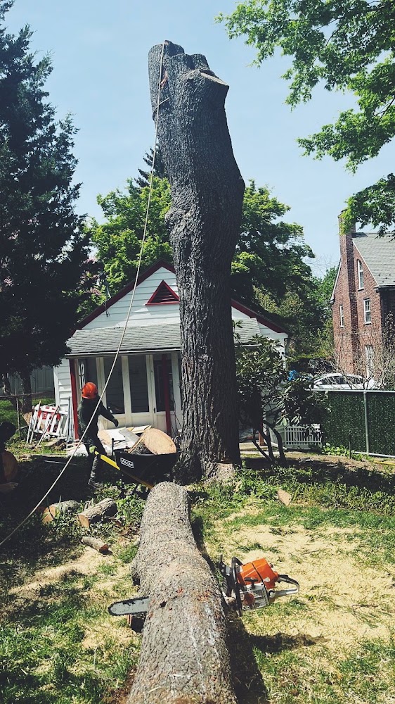 Castro Tree Services Inc