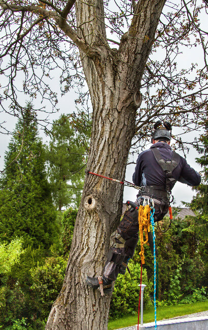 Tree Cutting Bronx, Tree Removal, Tree Services