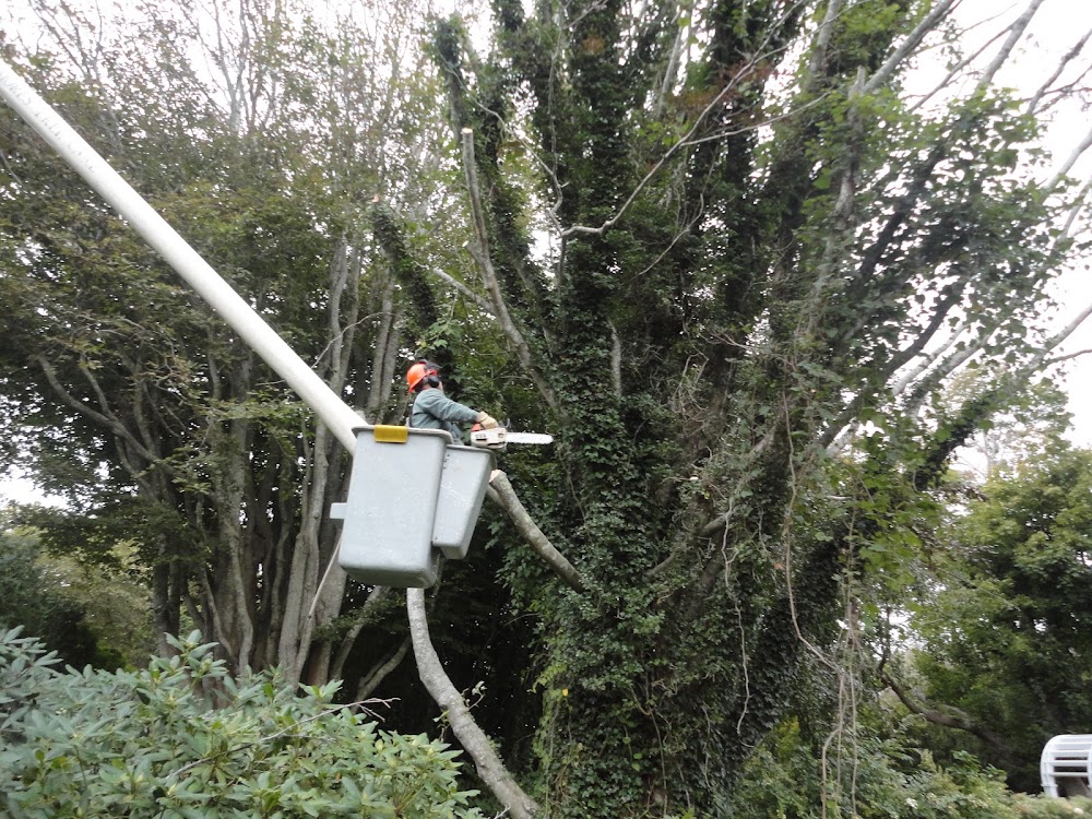 Long Island Tree Service and Lawn Care.