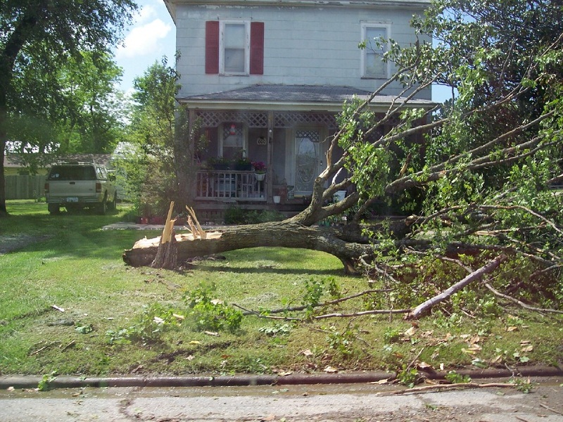 Arbor Tree Experts Inc