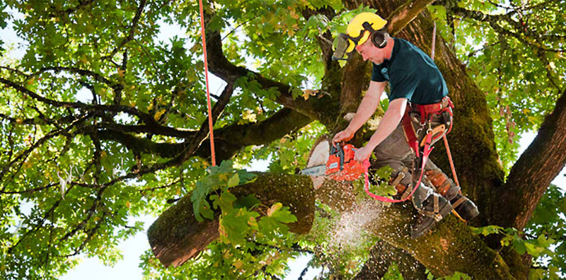 AFFORDABLE Tree Service Bronx, NYC