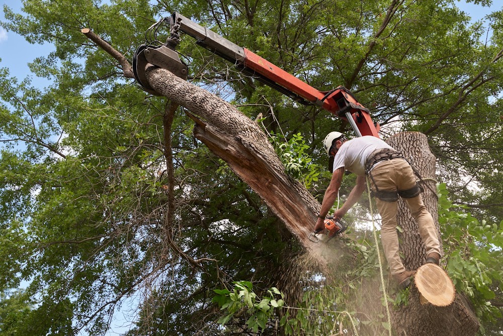 Jimmy's Bronx Tree Company