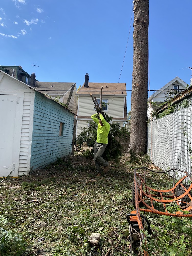 Rocky Juniors Tree Service