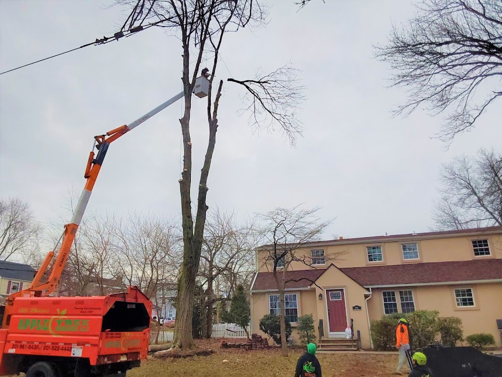 Apple Tree Services LLC