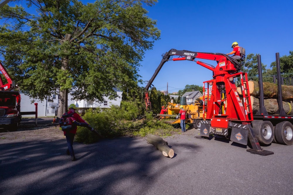 A Cut Above Tree Care & Service