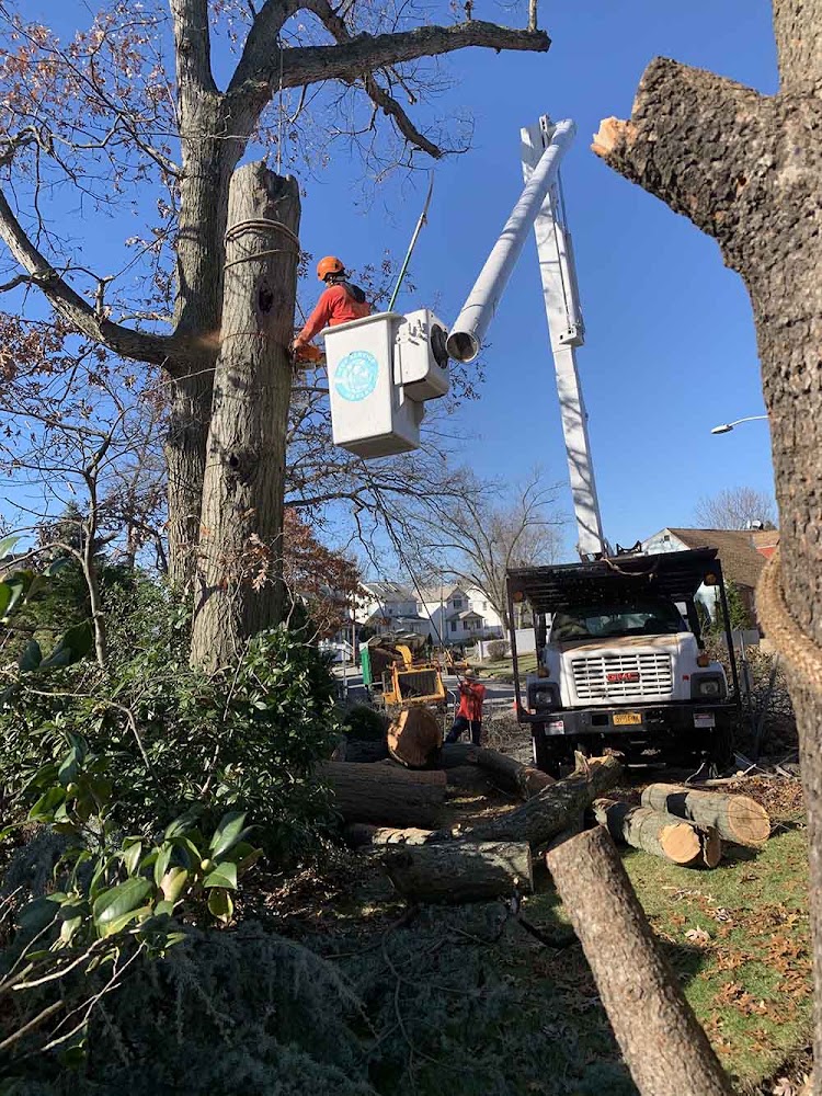 N Tree Service & Landscaping Company