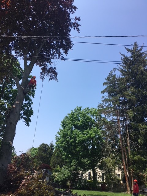Tree Service Nassau NY Corp