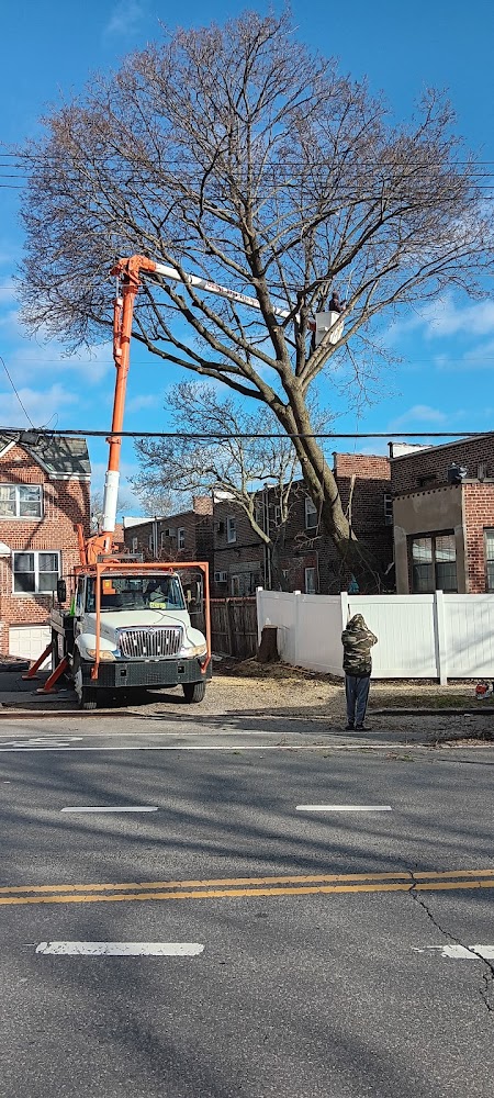 Bronx Tree Cutting