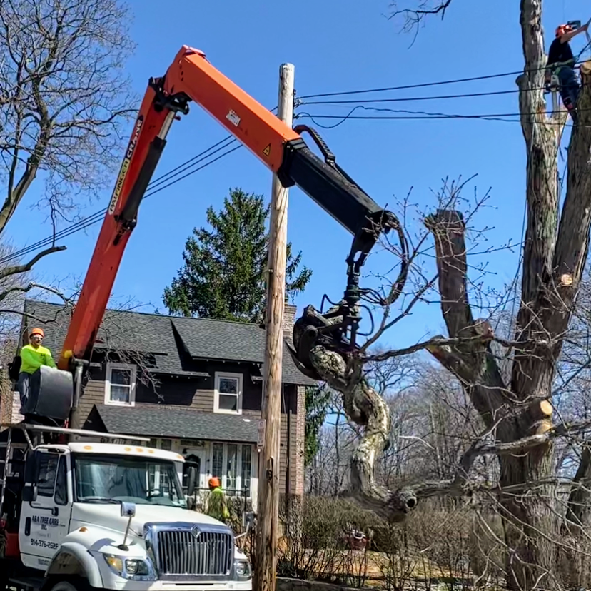 AA Treecare, Inc